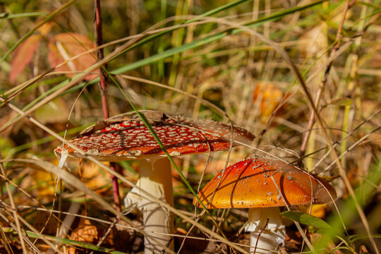 Wild fly agaric mushrooms (Amanita muscaria) growing among dry grass and autumn foliage in a sunlit forest, colorful seasonal nature background