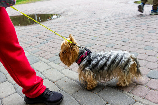 portrait of a Yorkshire Terrier on a walk with a small tail-bow on his head, original haircut, brown color, erect ears