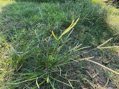 Close-up of wiregrass or goosegrass (Eleusine indica) growing on a lush green lawn, showcasing its distinct flattened spikes and grassy texture. Indian goosegrass, yard-grass, crowfootgrass.