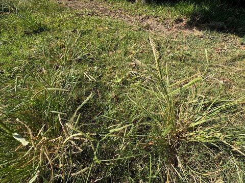 Close-up of wiregrass or goosegrass (Eleusine indica) growing on a lush green lawn, showcasing its distinct flattened spikes and grassy texture. Indian goosegrass, yard-grass, crowfootgrass.