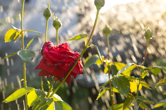 Red rose flower receiving water in garden sunlight