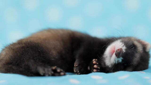 Adorable eight week old ferret pup resting on blue fabric with white polka dots