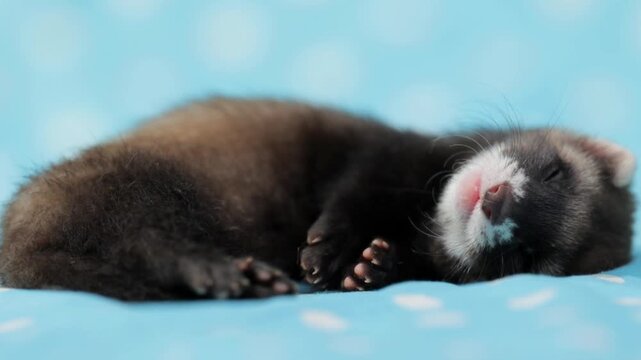 Adorable eight week old ferret pup resting on blue fabric with white polka dots