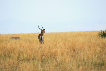 Uganda scenery with antelope waterbuck, Africa. Queen Elizabeth National Park © Oleg Znamenskiy