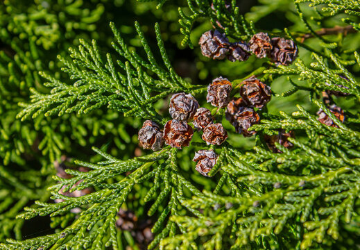 Green thuja branches with brown seed cones close up view for evergreen botanical background, garden landscaping, and nature environment banner