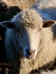 Close up portrait of a fluffy sheep with thick wool looking at camera in sunny daylight. Concept of farming, livestock, organic wool production, animal husbandry, eco farm and countryside life. © OksanaFedorchuk
