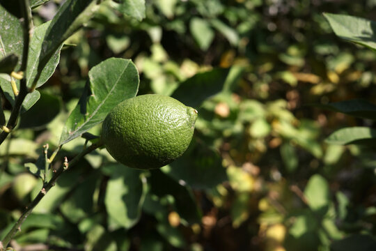 lime lemon on tree branch