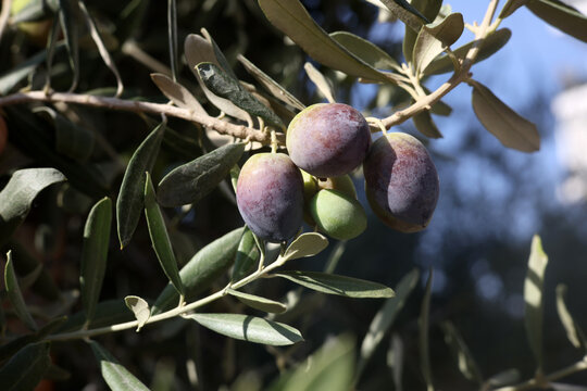olives on a tree branch