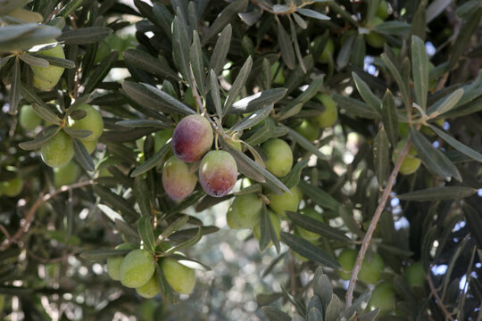 olives on a tree branch