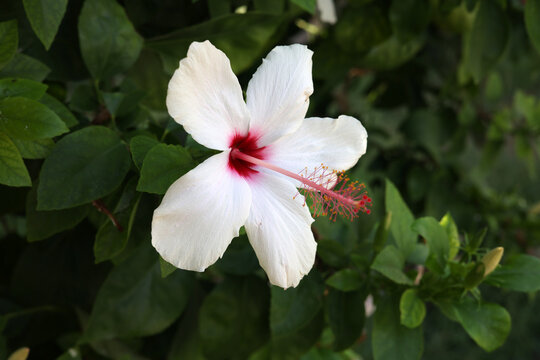 white hibiscus flower in the garden