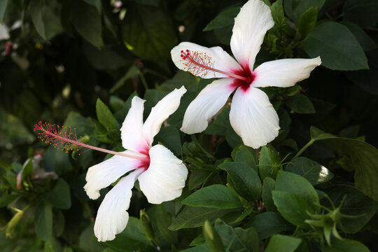 white hibiscus flower in the garden