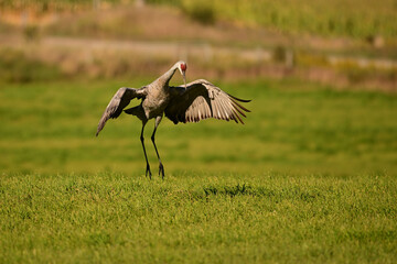 Obraz premium Funny dancing Sandhill Cranes in a green pasture on their journey south during fall migration