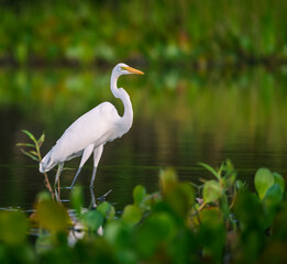 Obraz premium great white heron