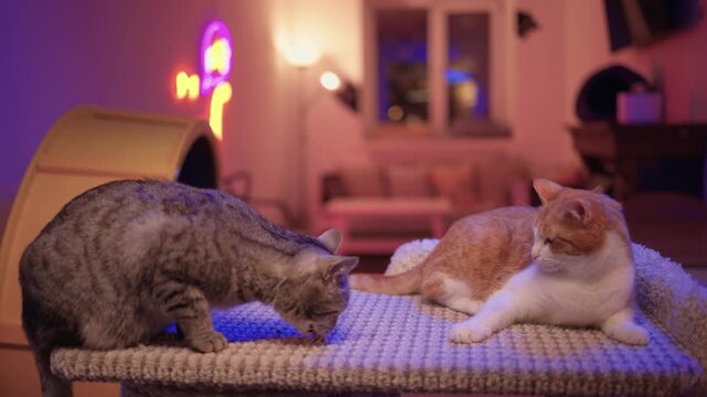 Tranquil cat gazes upon sleeping companion on cozy lounge chair. Relaxed cat silently observes its sleeping partner while resting on woven furniture in evening light