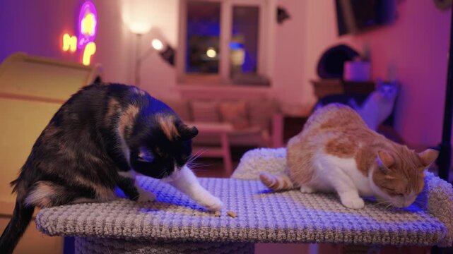 Tranquil cat gazes upon sleeping companion on cozy lounge chair. Relaxed cat silently observes its sleeping partner while resting on woven furniture in evening light