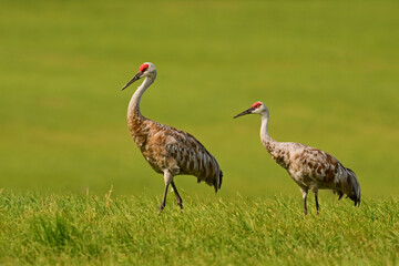 Obraz premium Two mature Sandhiil Cranes strolling through a green pasture during fall migration
