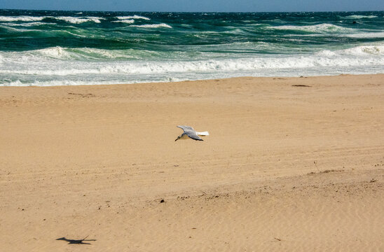 Seagull in flight