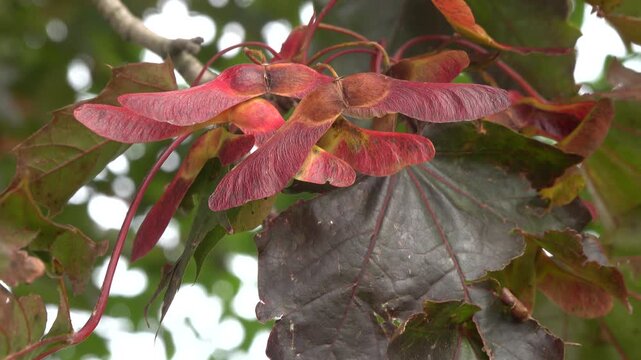 Fl&uuml;geln&uuml;sse des Blut-Ahorn (Acer platanoides), Weilerswist, Nordrhein-Westfalen, Deutschland