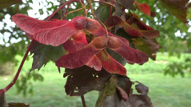 Fl&uuml;geln&uuml;sse des Blut-Ahorn (Acer platanoides), Weilerswist, Nordrhein-Westfalen, Deutschland
