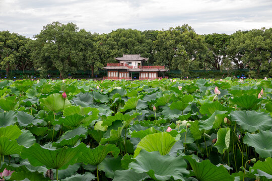 Lotus pond and traditional pavilion at West Lake, Hangzhou, China