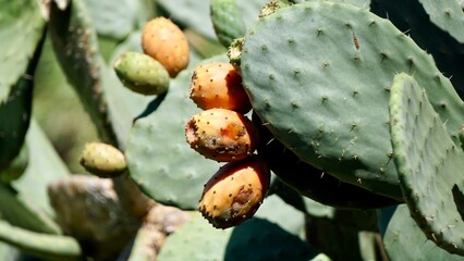Closeup of a prickly pear cactus with fruit © CP Studios
