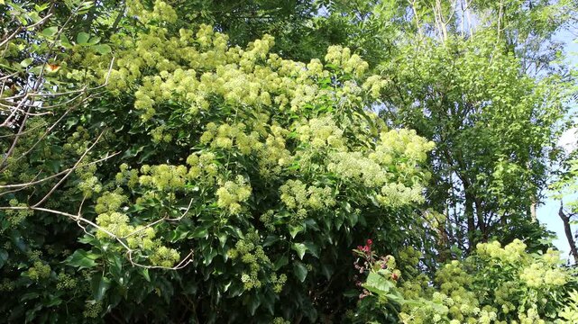 bl&uuml;hender Efeu  (Hedera helix), Weilerswist, Nordrhein-Westfalen, Deutschland