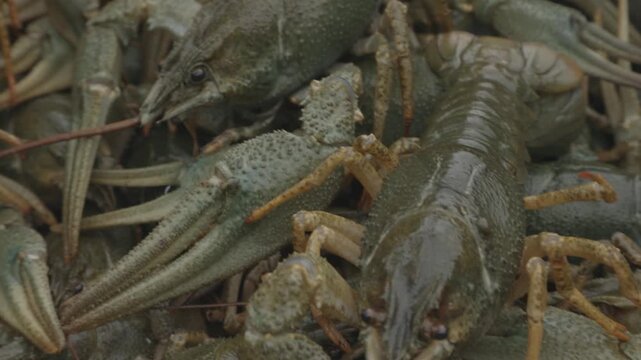 Live crayfish tightly packed with muted green brown shells and claws. Fresh crustaceans with intertwined claws and mottled shells in bustling seafood market scene
