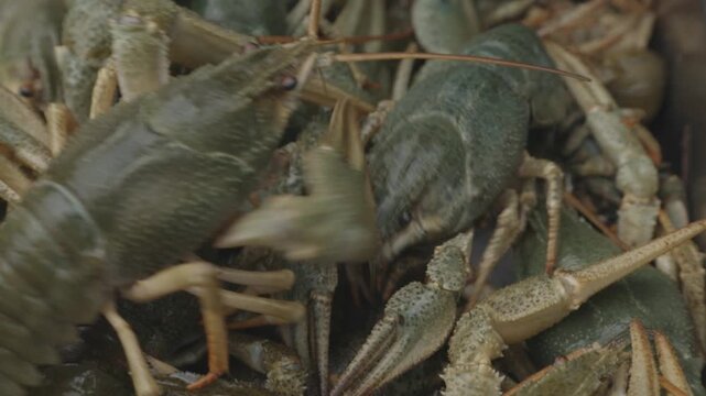 Live crayfish tightly packed with muted green brown shells and claws. Fresh crustaceans with intertwined claws and mottled shells in bustling seafood market scene