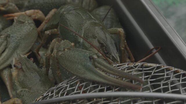 Live crayfish tightly packed with muted green brown shells and claws. Fresh crustaceans with intertwined claws and mottled shells in bustling seafood market scene