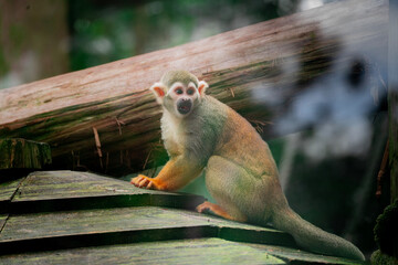 Squirrel monkey sitting on a wooden platform and looking toward the camera © Jader