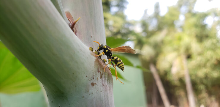 Macro shot of a yellow and black paper wasp with open wings crawling on a plant stem view(10)
bee on a flower