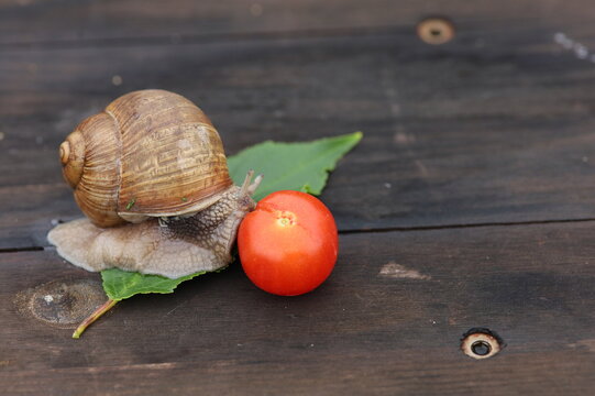 A large garden snail exploring and reaching for a fresh red cherry tomato on a dark wooden table