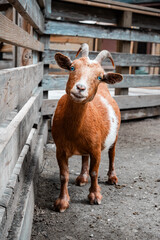 Brown and white goat with striking blue eyes standing inside a rustic wooden farm pen © Jader