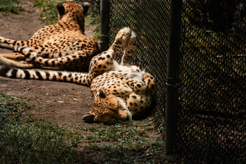 Two cheetahs resting beside a fence, one lying playfully on its back © Jader