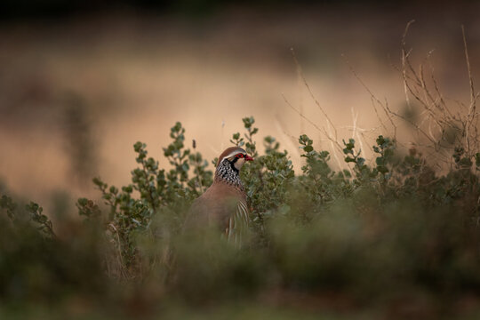 The red-legged partridge is walking across the open land. The Iberian partridge in its natural habitat in Spain.