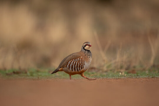 The red-legged partridge is walking across the open land. The Iberian partridge in its natural habitat in Spain.