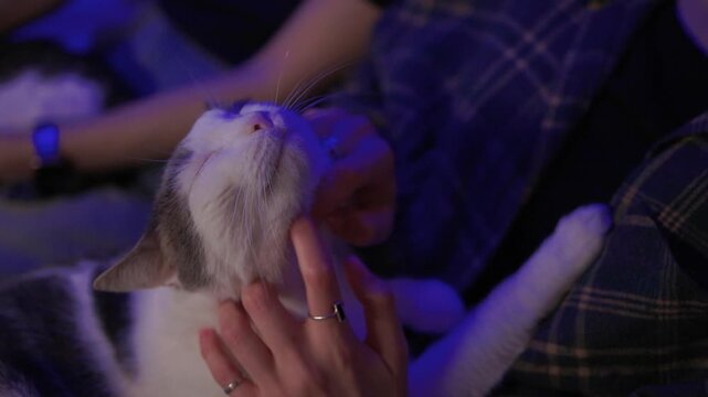 Tranquil moment with individual soothing cat on lap under blue illumination. Peaceful setting of person softly stroking feline on lap during gentle blue lighting