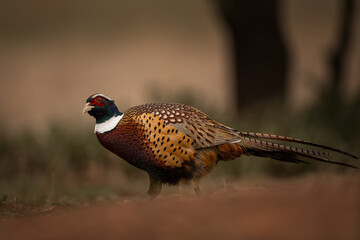 Fototapeta premium The common pheasant is walking on dry ground. A pheasant in its natural habitat in Spain.