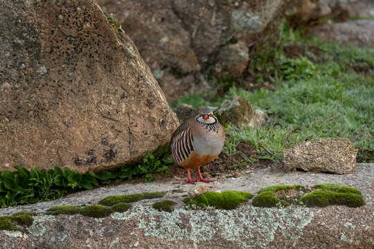 The red-legged partridge is walking across the open land. The Iberian partridge in its natural habitat in Spain.