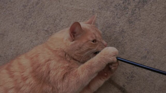 Ginger cat batting blue wand toy on carpet, rolling paws and swiping with eager claws, attentive ears, slow playful movements, relaxed indoor setting, curious feline focus