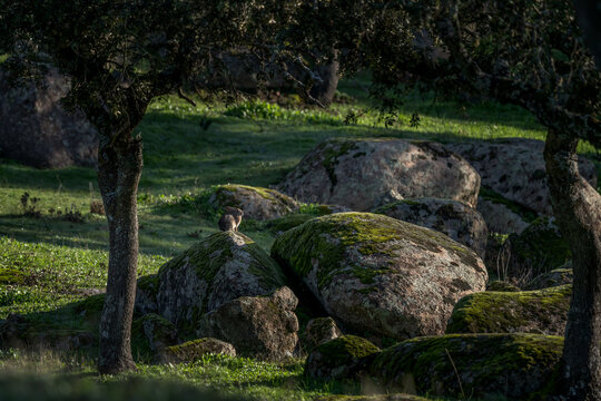 A hare in the Spanish countryside. The main prey of the Iberian lynx is the rabbit (Lepus granatensis). Calm Iberian hare on the ground. 