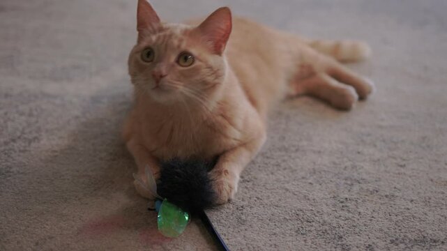 Ginger cat batting blue wand toy on carpet, rolling paws and swiping with eager claws, attentive ears, slow playful movements, relaxed indoor setting, curious feline focus