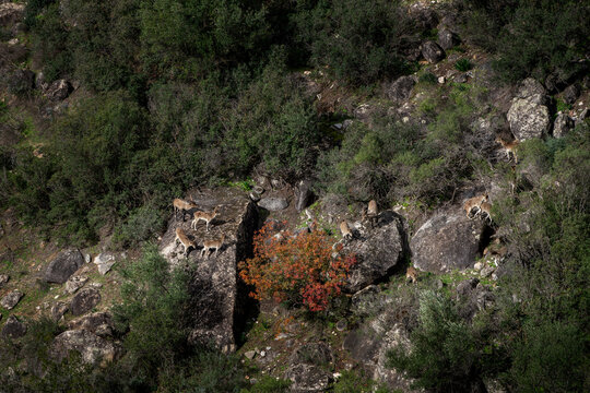 An iberian ibex in its natural habitat. An ibex on top of the rock. A rocky landscape in El Torcal de Antequera.