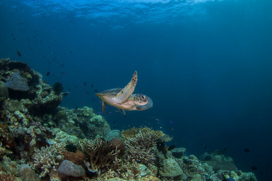 A green sea turtle is resting on the seabed. A chelonia mydas sea turtle in Indonesian waters.