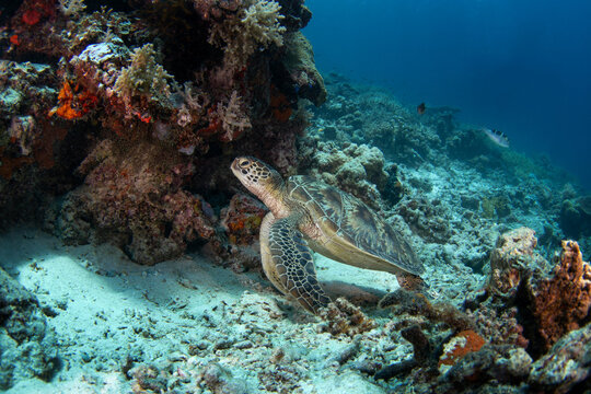 A green sea turtle is resting on the seabed. A chelonia mydas sea turtle in Indonesian waters.