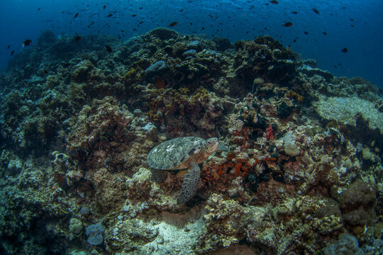 A green sea turtle is resting on the seabed. A chelonia mydas sea turtle in Indonesian waters.