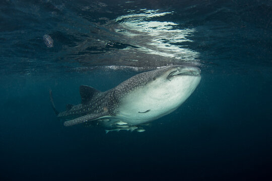 A large whale shark was spotted near the surface. The biggest shark on the planet has spotted skin. The Rhincodon typus swims with its mouth open.