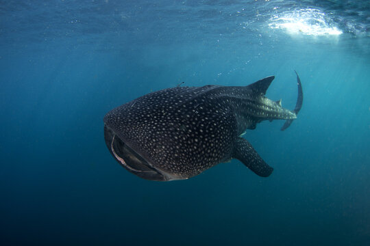 A large whale shark was spotted near the surface. The biggest shark on the planet has spotted skin. The Rhincodon typus swims with its mouth open.