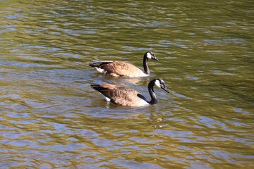 Two Canada geese swimming on an autumn river © fluffypw88