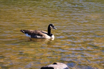 Canada goose swimming on an autumn river © fluffypw88